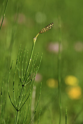 BUITEN BEELD Foto: 425183