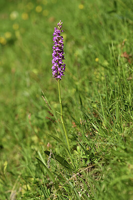 BUITEN BEELD Foto: 425186