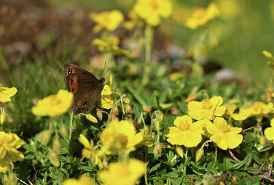 BUITEN BEELD Foto: 425191