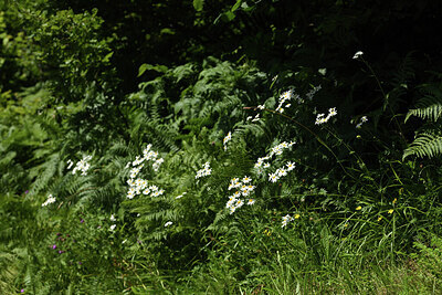 BUITEN BEELD Foto: 425196