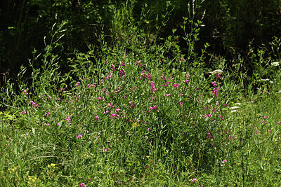 BUITEN BEELD Foto: 425197