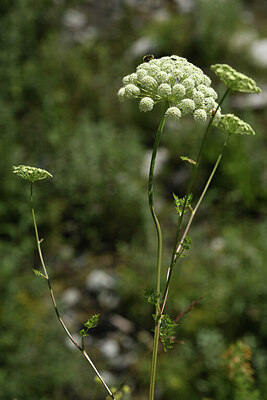 BUITEN BEELD Foto: 425209