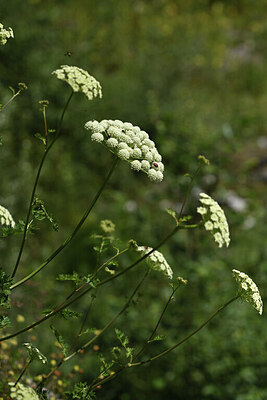 BUITEN BEELD Foto: 425211