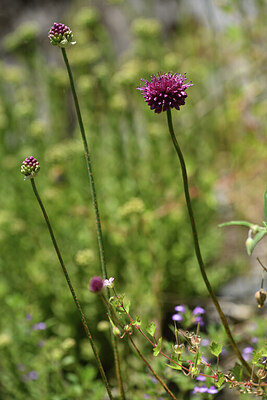 BUITEN BEELD Foto: 425217