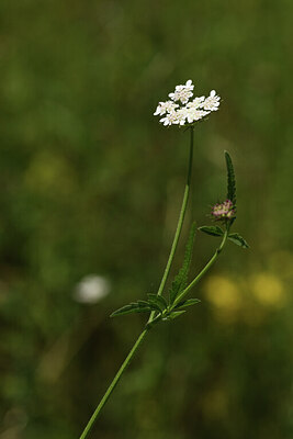 BUITEN BEELD Foto: 425221