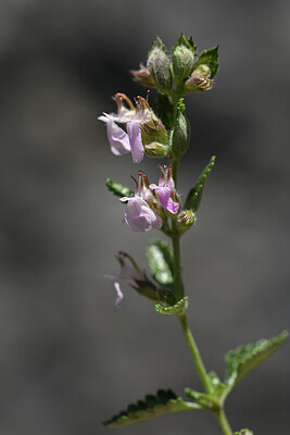 BUITEN BEELD Foto: 425240