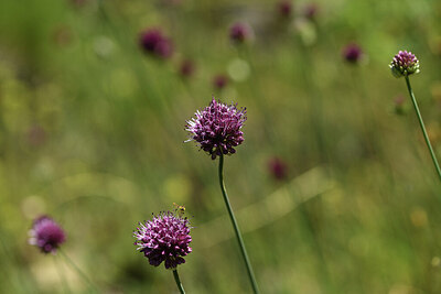 BUITEN BEELD Foto: 425243