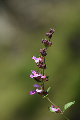 BUITEN BEELD Foto: 425247