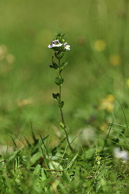 BUITEN BEELD Foto: 425269