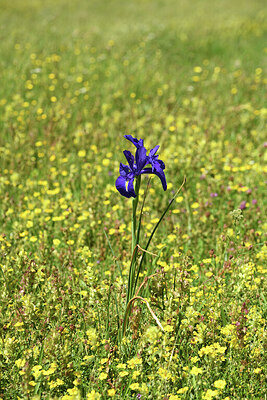 BUITEN BEELD Foto: 425282