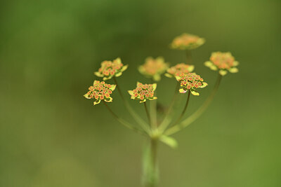BUITEN BEELD Foto: 425302