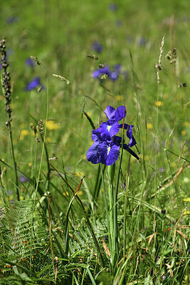 BUITEN BEELD Foto: 425314