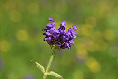 BUITEN BEELD Foto: 425315