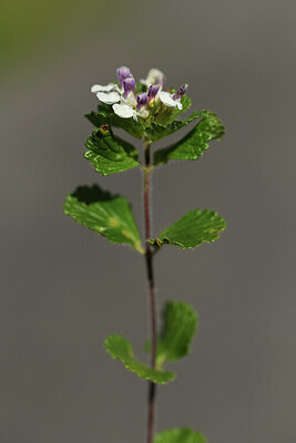 BUITEN BEELD Foto: 425317