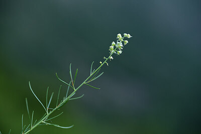 BUITEN BEELD Foto: 425332