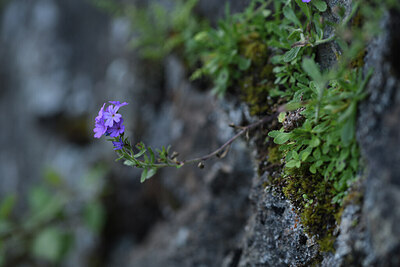 BUITEN BEELD Foto: 425333