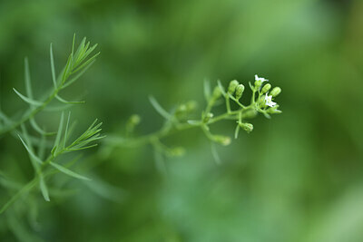 BUITEN BEELD Foto: 425344