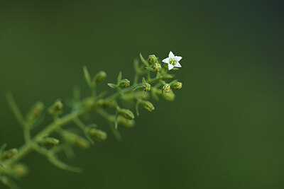 BUITEN BEELD Foto: 425345