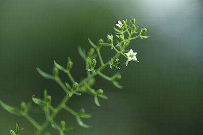 BUITEN BEELD Foto: 425349