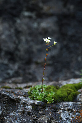 BUITEN BEELD Foto: 425352