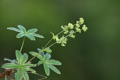 BUITEN BEELD Foto: 425359