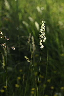 BUITEN BEELD Foto: 425367