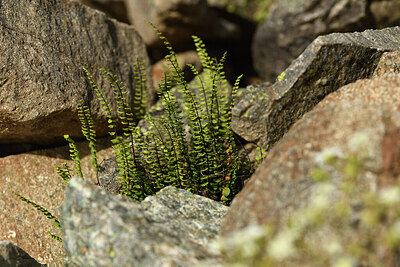 BUITEN BEELD Foto: 425380