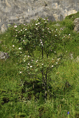 BUITEN BEELD Foto: 425392