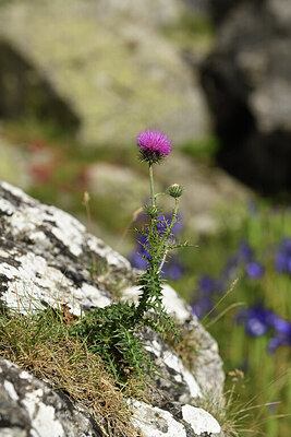 BUITEN BEELD Foto: 425400