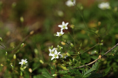 BUITEN BEELD Foto: 425403