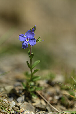 BUITEN BEELD Foto: 425416