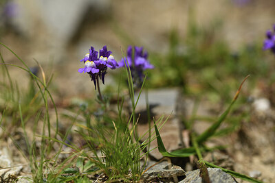 BUITEN BEELD Foto: 425424