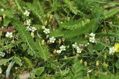 BUITEN BEELD Foto: 425427