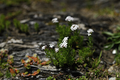 BUITEN BEELD Foto: 425453