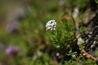 BUITEN BEELD Foto: 425456