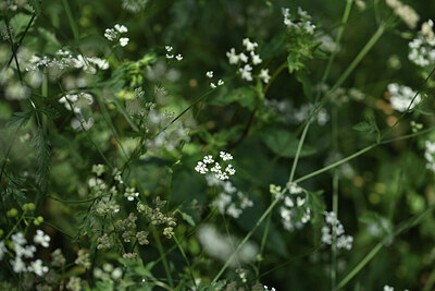 BUITEN BEELD Foto: 425471