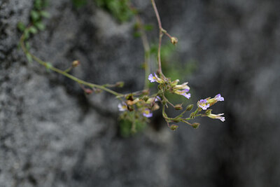 BUITEN BEELD Foto: 425475