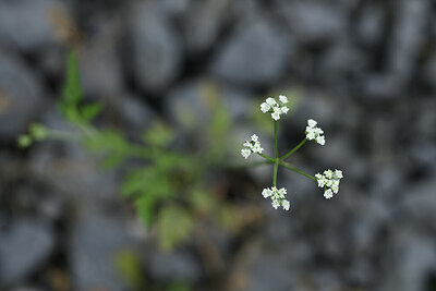 BUITEN BEELD Foto: 425490