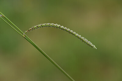 BUITEN BEELD Foto: 425491