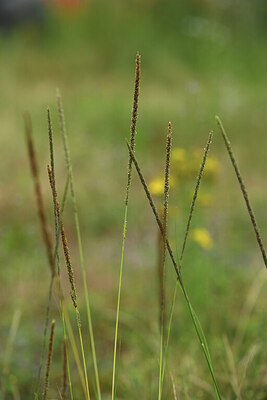 BUITEN BEELD Foto: 425494