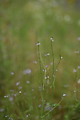 BUITEN BEELD Foto: 425497