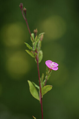 BUITEN BEELD Foto: 425498