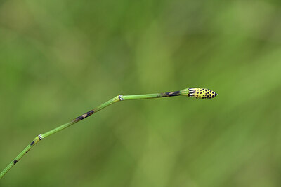 BUITEN BEELD Foto: 425511