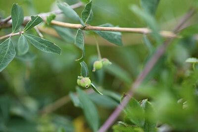 BUITEN BEELD Foto: 425541