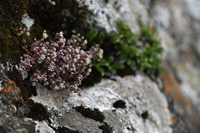 BUITEN BEELD Foto: 425564