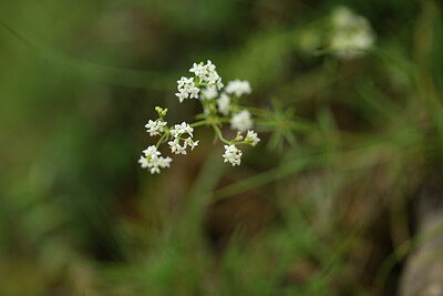 BUITEN BEELD Foto: 425586