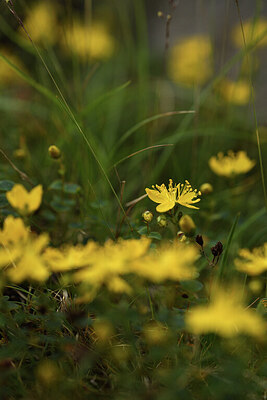 BUITEN BEELD Foto: 425599