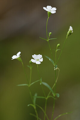 BUITEN BEELD Foto: 425607