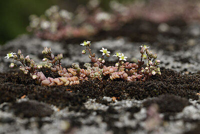 BUITEN BEELD Foto: 425667