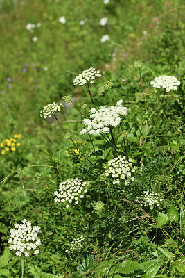 BUITEN BEELD Foto: 425670